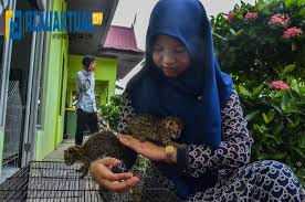 BBKSDA Riau rawat dua bayi kucing hutan temuan warga