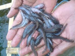 Dinas Perikanan Rohil Akan Tabur 56 Ribu Bibit Ikan