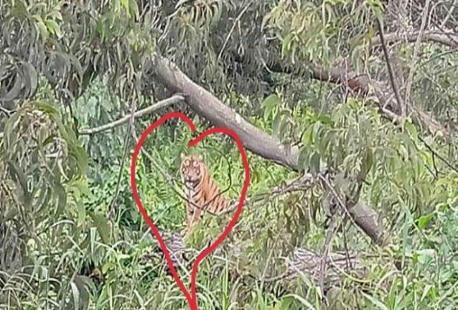 Foto Jejak Kaki Diduga Harimau di Desa Sering Pelalawan Beredar, Keabsahannya Diragukan