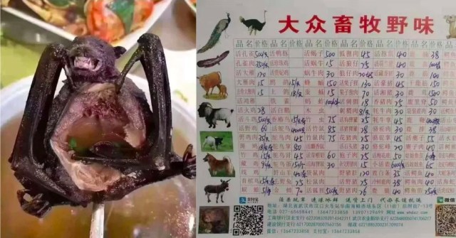 Cengah Coronavirus: Stop Konsumsi Hewan Liar