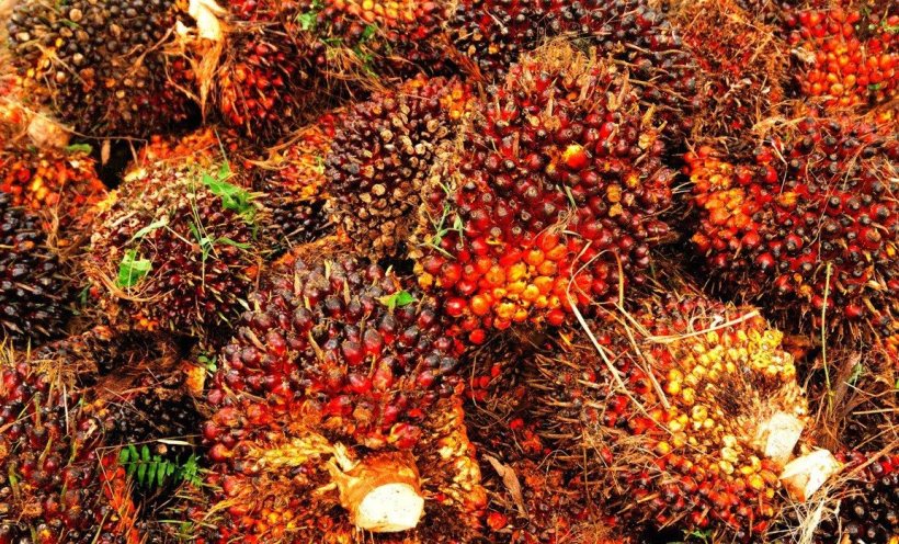 Buat Petani Tersenyum, Harga Sawit di Riau Meroket