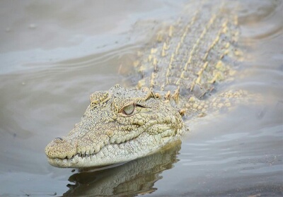 Buaya yang Masuk ke Pemukiman Warga di Siak Berhasil Ditangkap, Namun Warga Malah Ketakutan