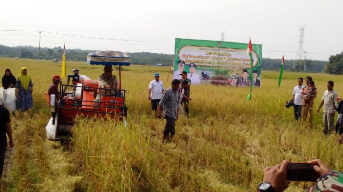 Luas Panen Padi Riau Capai 64,73 Hektare 