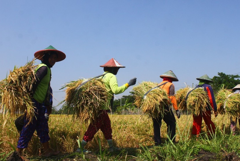 Upah Buruh Tani Naik Jadi Rp55.848/Hari