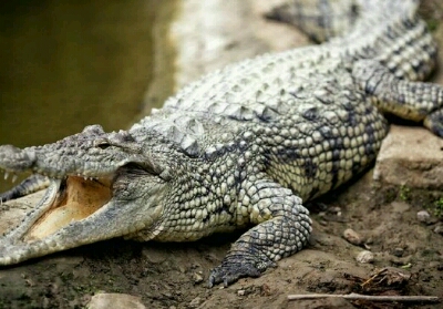 Bocah 5 Tahun Diterkam Buaya di Sungai Morong Inhil