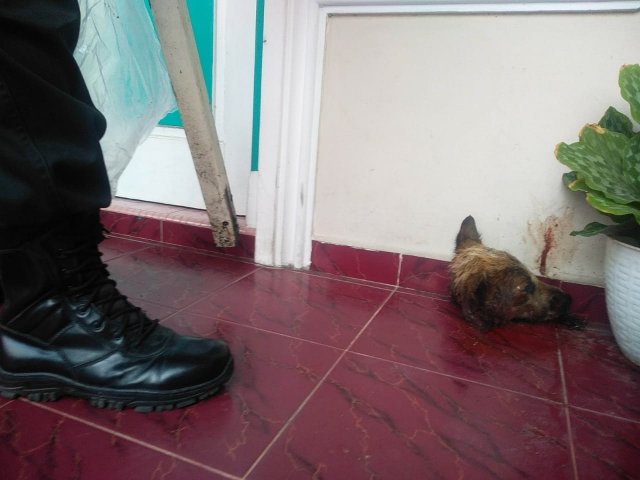Kejati Riau Minta Polisi segera Tangkap Otak Pelaku Pelemparan Kepala Anjing 