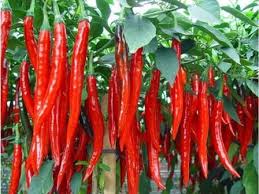 Harga Cabai Merah Turun
