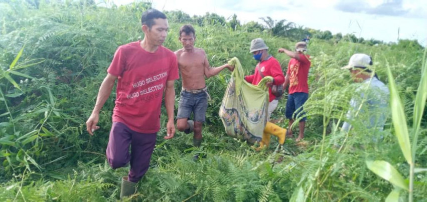 Ngeri, Warga Dumai Diduga Tewas Dimangsa Harimau 