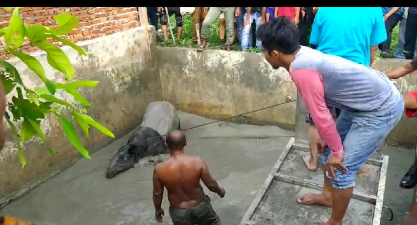 Heboh Seekor Tapir Liar Masuk ke Kolam Ikan Milik Warga di Pekanbaru 