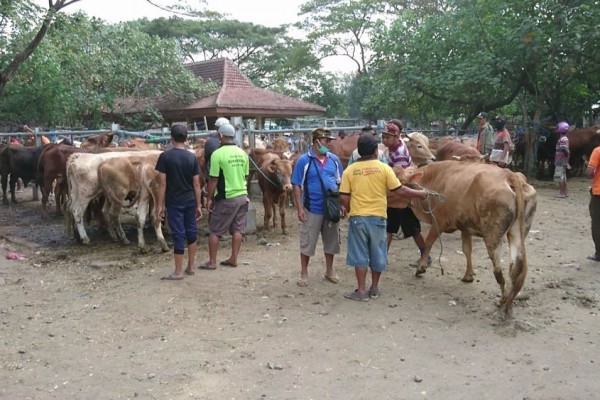 Kementan Imbau Penjualan Hewan Kurban Dilakukan Secara Daring