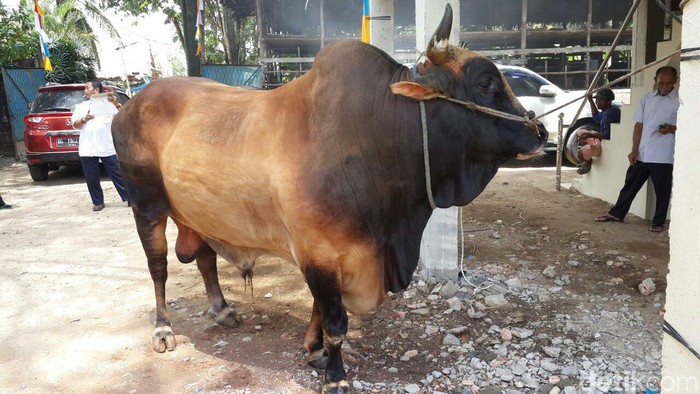 Sapi Milik M.Rois Seharga Rp68 Juta, Bantuan dari Presiden