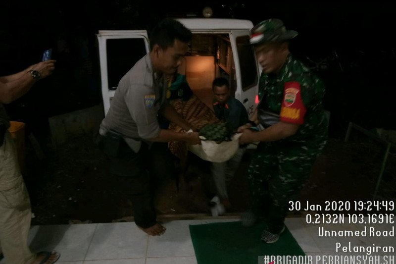 Sedang mencari kayu, Pria di Inhil tewas diterkam harimau