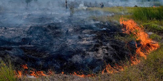 Luas Karhutla di Riau Turun 99 Persen Lebih