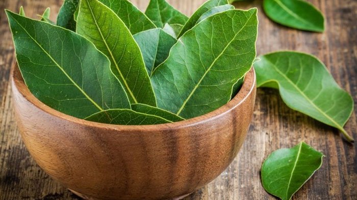 Manfaat Daun Salam Untuk Kesehatan