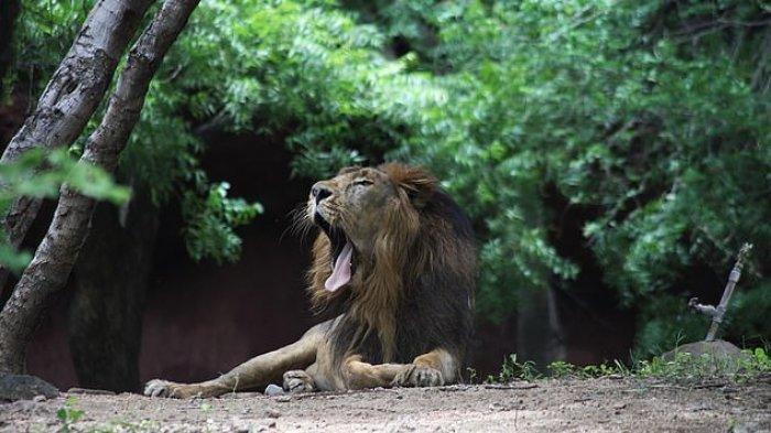 Delapan Singa di Kebun Binatang India Positif COVID-19