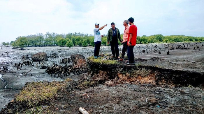 Kondisi Abrasi Ancam 280 H Ladang Padi Terendam Air Asin di Bengkalis