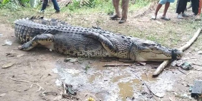 Buaya Pemangsa Bocah di Rohul Berhasil Ditangkap lalu Dievakuasi ke Pekanbaru