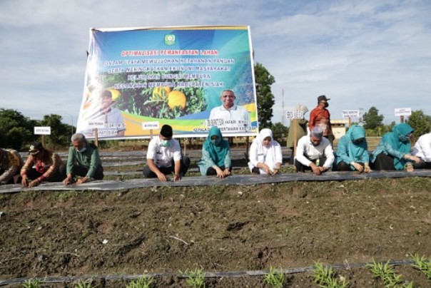Sonsong New Normal, Alfedri Dukung Ketahanan Pangan Petani Siak 
