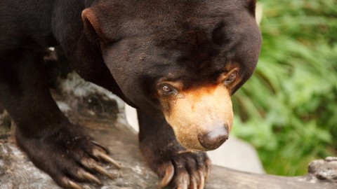 2 Ekor Beruang Madu Berkeliaran di Permukiman Warga Siak
