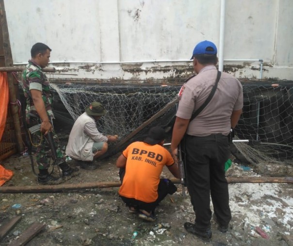 Akhirnya, Harimau Sumatera yang Terjebak Berhasil Dievakuasi