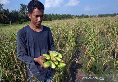 Masih Defisit, Nilai Tukar Petani Riau Turun 3,12 Persen