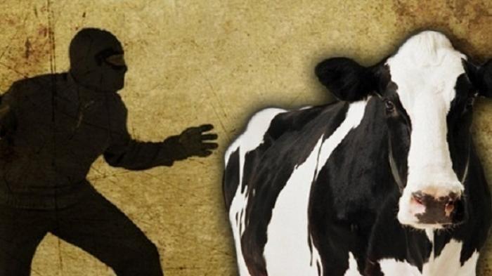 Jual Sapi Hasil Curian di Medsos, Pria Paruh Baya di Rohil Masuk Bui