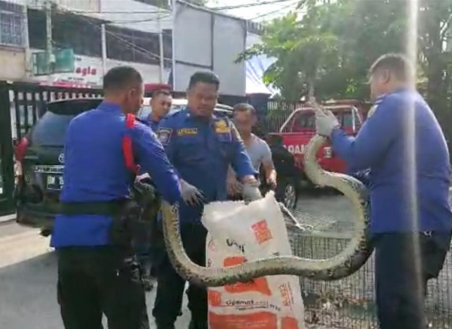 Heboh ! Ular Piton 4 Meter Masuk Pemukiman Warga