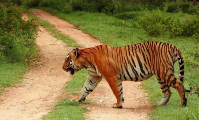 Teror Harimau yang Serang Sapi Warga di Indragiri Hilir, Warga Takut Untuk Berkebun