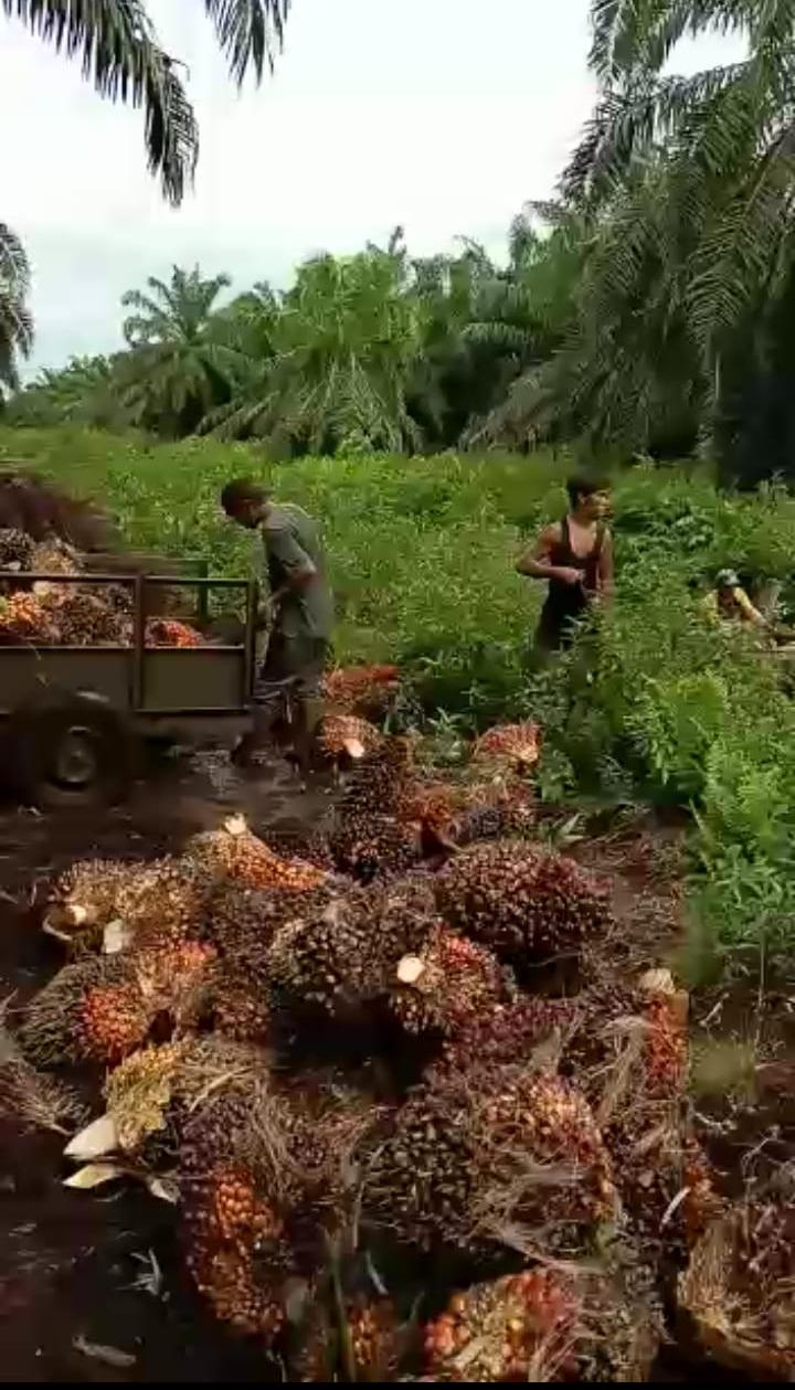 Naik Lagi, Harga Sawit Riau Tembus  Rp: 4.244,79 Per Kilogram