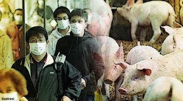 Kemenkes Waspadai Potensi Serangan Flu Babi Jenis Baru ke Manusia