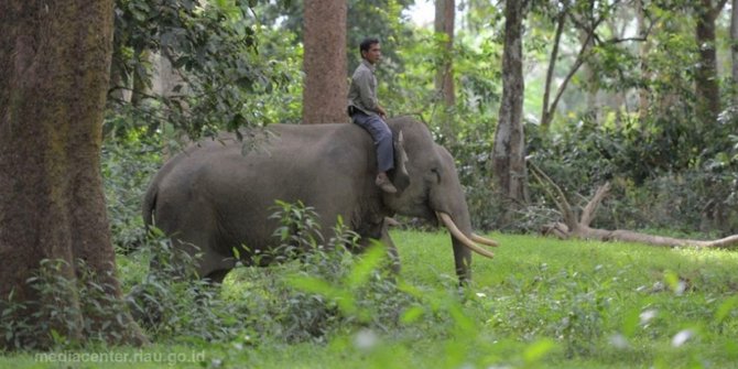 Rusak Kebun, Belasan Gajah Liar Masuk Halaman Pondok Pesantren di Riau