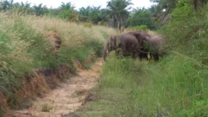 Warga Inhu Usir Gajah Liar Dari Pemukiman Dengan Petasan