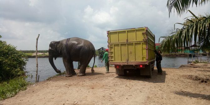 12 Gajah Rusak Rumah dan Perkebunan Warga di Aceh