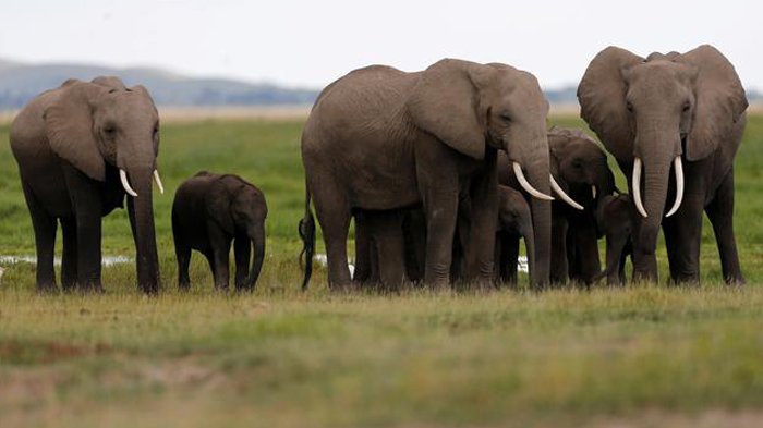BKSDA Riau Evakuasi Anak Gajah Liar Terperangkap Jerat Babi Hutan