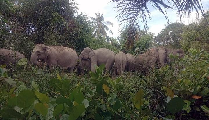 Sekawanan Gajah Sumatera Mengamuk Lahan dan Kebun Milik Warga Rusak Parah