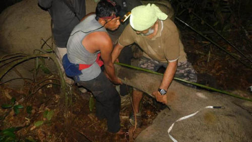 Gajah Liar di Bengkalis Kembali Terjerat