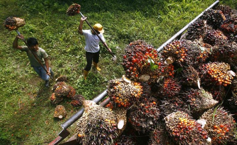 Gubri dan Pengusaha Dukung Wacana Bangun 1.000 Rumah untuk Buruh Sawit 