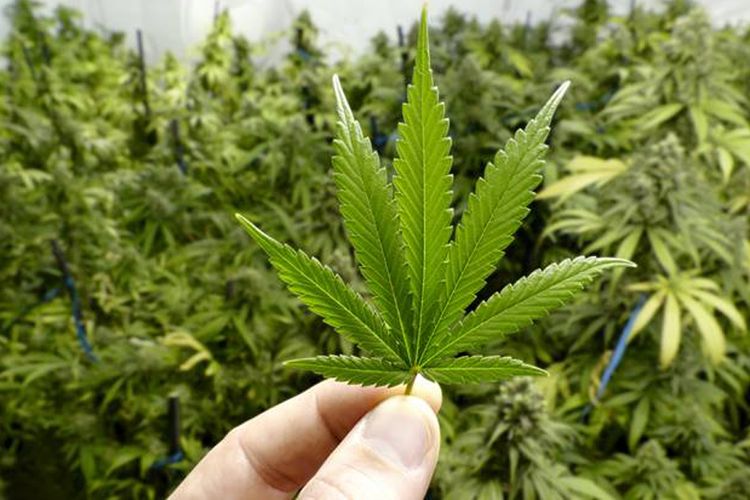 Ganja Jadi Komoditas Ekspor Indonesia, Bhima: Usulan yang Aneh