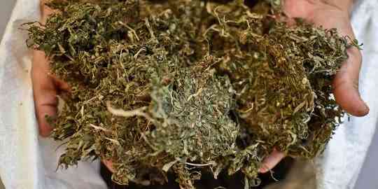 Polres Pelalawan Berhasil Ungkap 30 Kg Ganja Kering