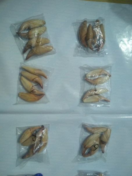 Ditulis Makanan, Ternyata Berisi 172 Taring Beruang Madu