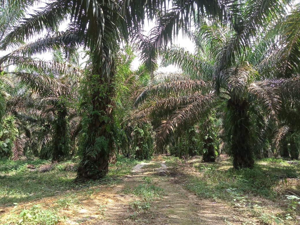 Tahun ini 14.900 Hektar Sawit Rakyat Bakal Mendapat Program PSR dari Pemprov Riau