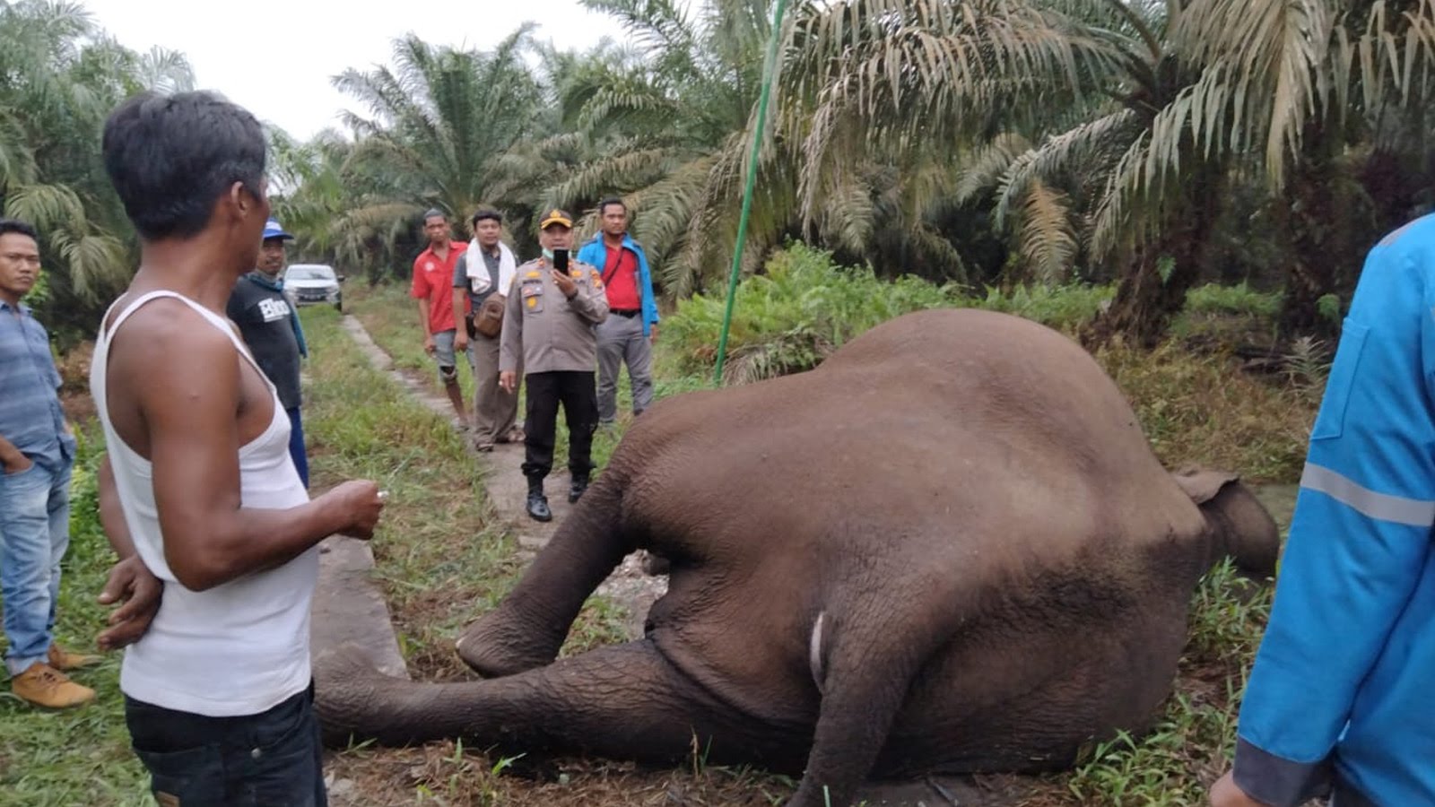 Kasihan, Seekor Gajah Menyusui Ditemukan Mati di Kebun Warga