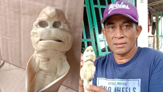 Ikan Hiu Mirip Manusia di Rote Ndao Dibawa ke IPB untuk Diteliti 