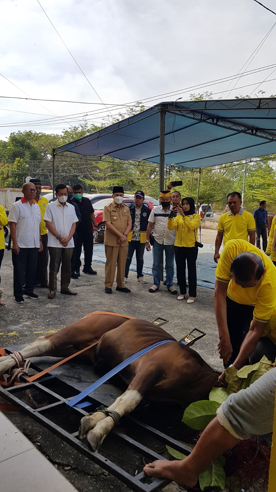 Syamsuar Hadiri Pemotongan Lima Sapi Kurban Golkar Pekanbaru