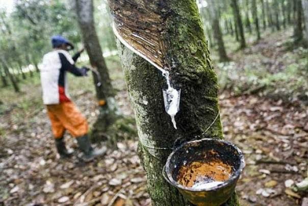 Ada yang Naik dan Turun, Berikut Harga Bokar Tiap Kabupaten di Riau