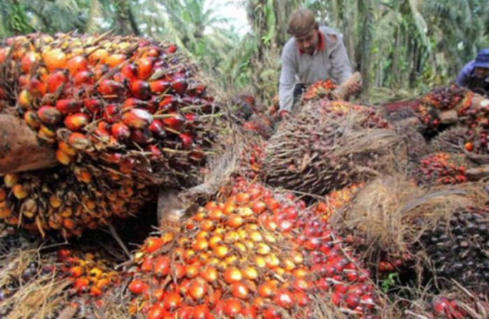 Harga Sawit Riau Pekan Ini Naik 3,40 Persen