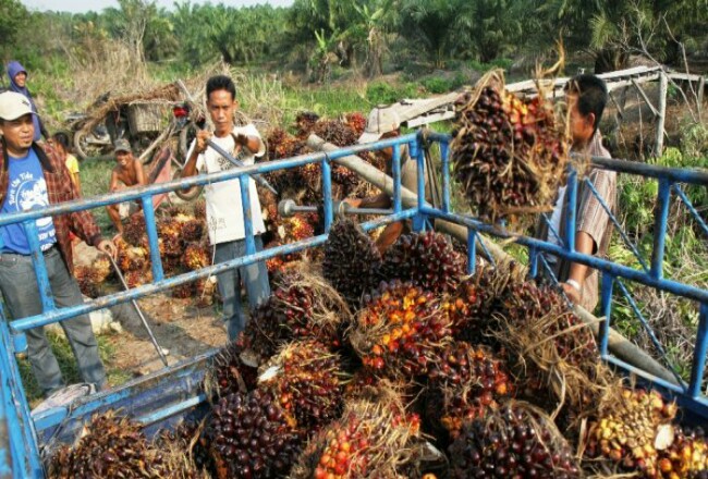 Harga TBS Kelapa Sawit Pekan Ini Naik Capai Rp2000/Kg