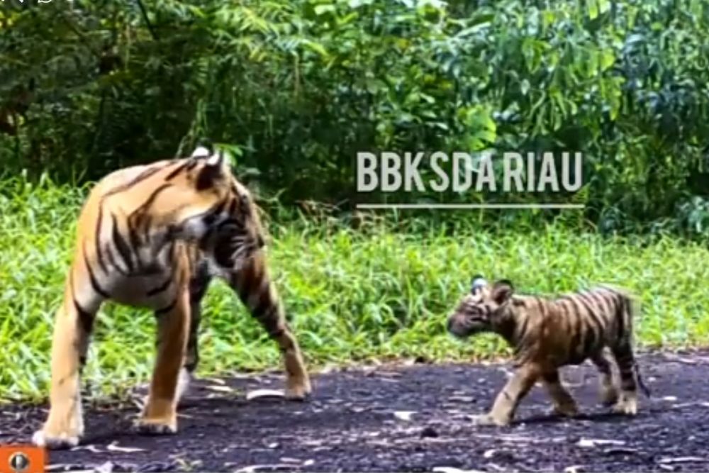 Seekor Harimau Betina dan Dua Anaknya Berkeliaran di Inhil