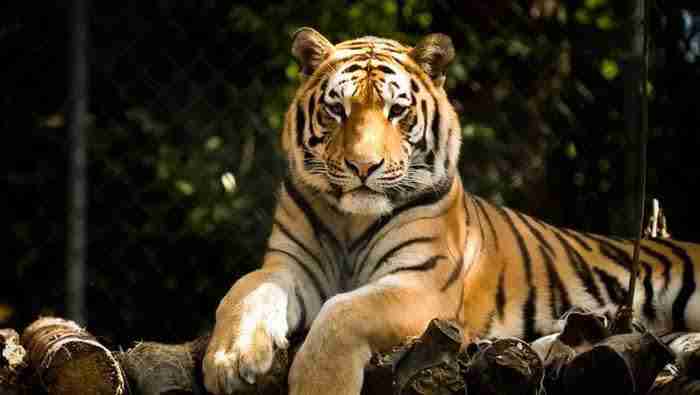 Gandeng WWF, Kejari Kuansing akan Sosialisasi Perlindungan Satwa Liar