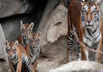 Dua Harimau Sumatera Siap Dilepasliarkan ke Habitatnya di Riau